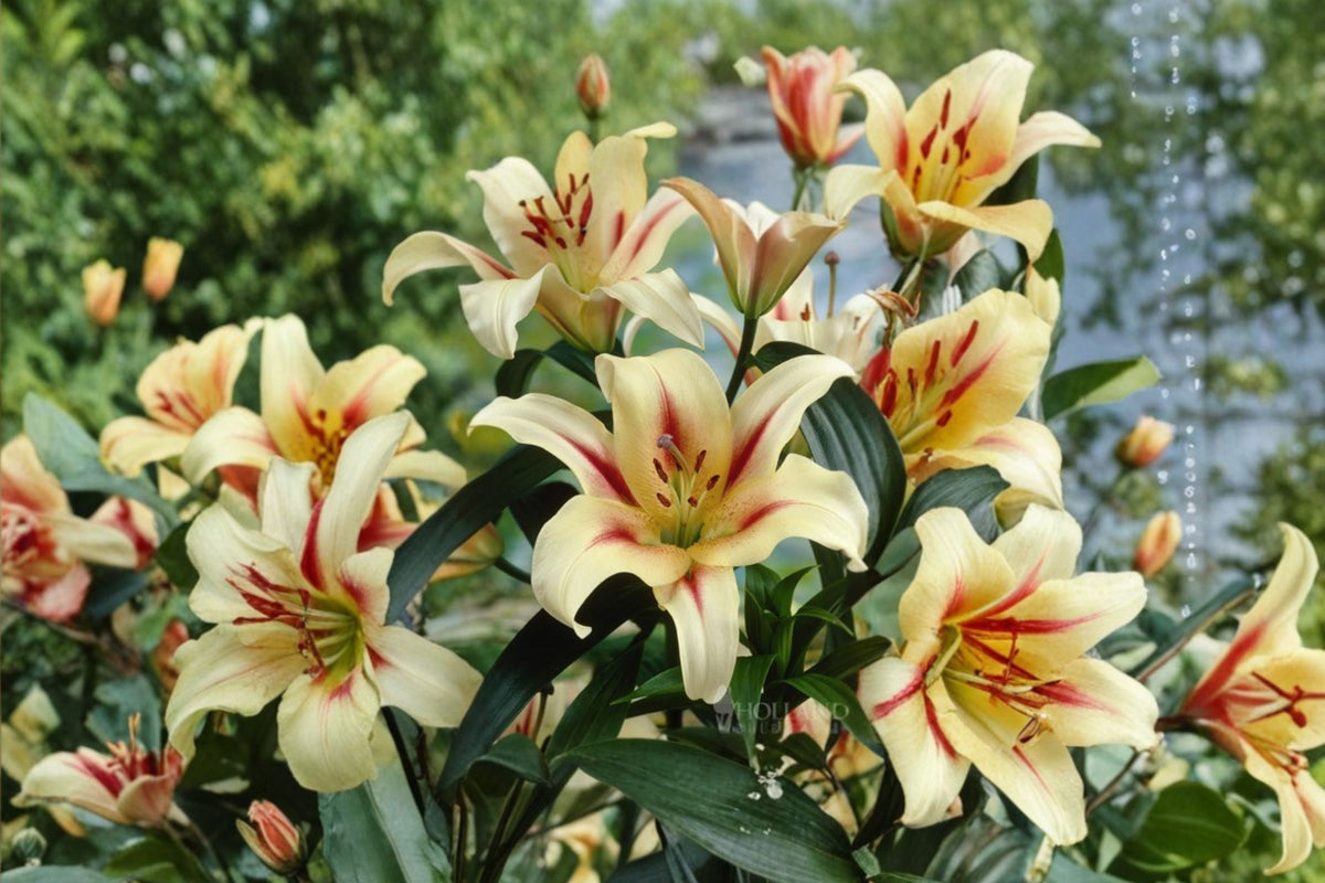 Lilium OT 'Lavon' | Giant Orienpet Lily Bulb | Fragrant White & Red Tree Lily | Tall Perennial Flower | Bareroot Lily