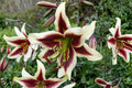 Lilium OT 'Beverly Dreams' | Giant Orienpet Lily Bulb | Fragrant Burgundy & White Tree Lily | Tall Perennial Flower