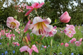 Lilium OT 'Beijing Moon' | Giant Fragrant Orienpet Lily Bulb | Tall Perennial Tree Lily for Garden & Cut Flowers