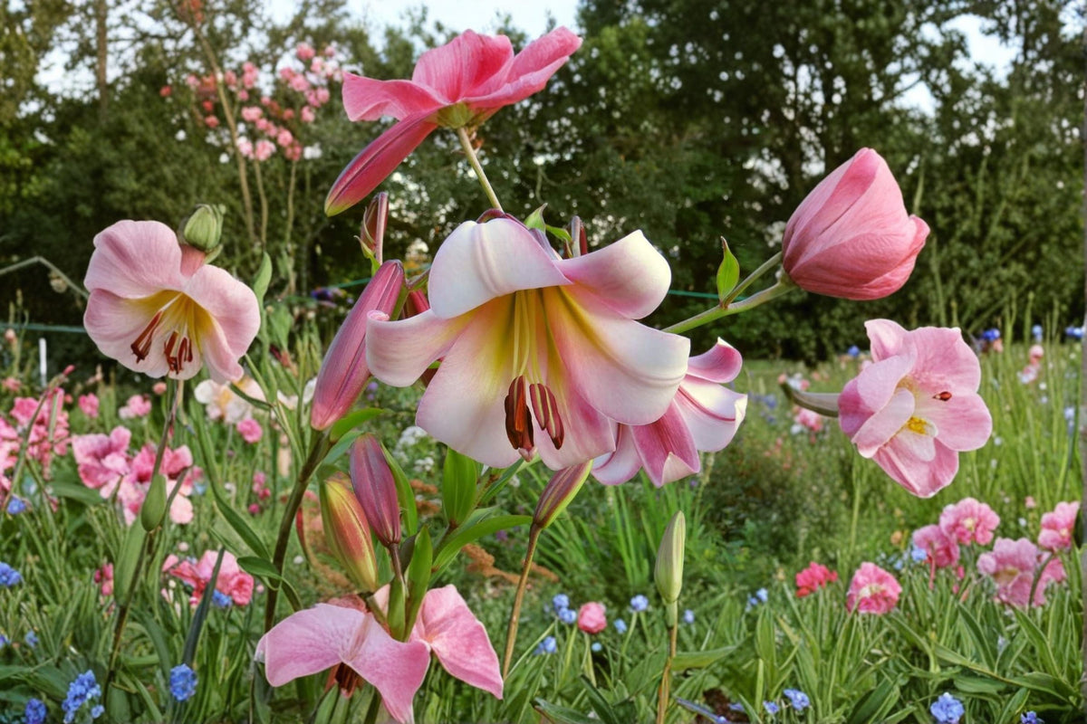 Lilium OT 'Beijing Moon' | Giant Fragrant Orienpet Lily Bulb | Tall Perennial Tree Lily for Garden & Cut Flowers