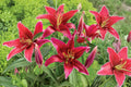 Lilium O 'Sixth Sense' Red Oriental Lily Bulb | Fragrant Perennial Flower