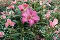 Lilium O 'Lotus Wonder' Double Oriental Lily Bulb | Pink & White Pollen-Free Perennial Flower