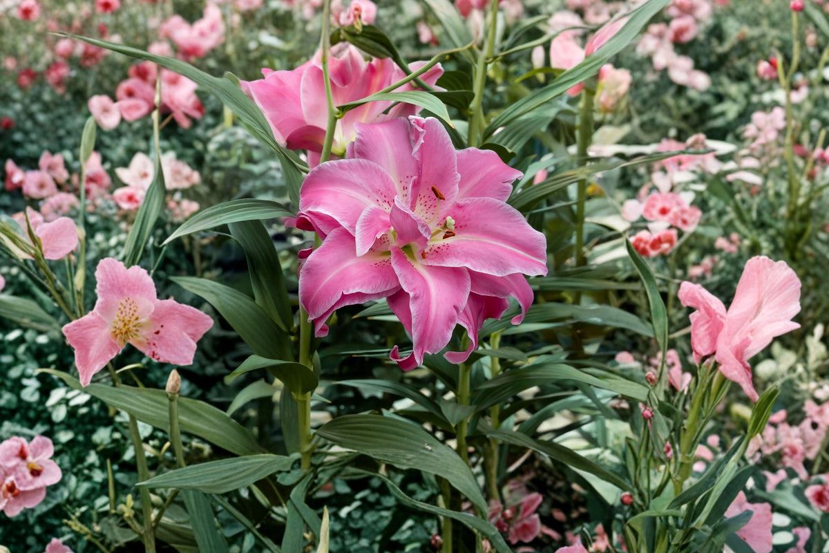 Lilium O 'Lotus Wonder' Double Oriental Lily Bulb | Pink & White Pollen-Free Perennial Flower