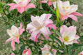 Lilium O 'Lotus Queen' Double Oriental Lily Bulb | Pink Perennial Garden Plant
