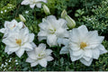 Lilium O 'Lotus Pure' | White Double Oriental Lily Bulb | Pollen Free Perennial Flower