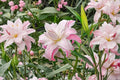 Lilium O 'Lotus Elegance' Double Oriental Lily Bulb | Pink & White Pollen-Free Perennial Flower