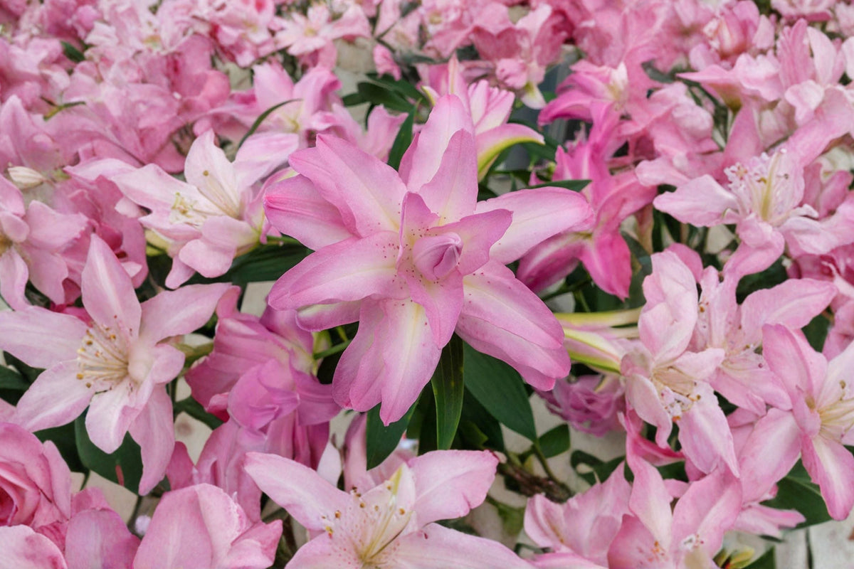 Lilium O 'Lotus Dream' | Double Oriental Lily Bulb | Pink Pollen-Free Perennial Flower