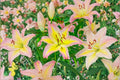 Lilium O 'Hocus Pocus' | Fragrant Pink & Yellow Oriental Lily Bulb | Perennial Cut Flower