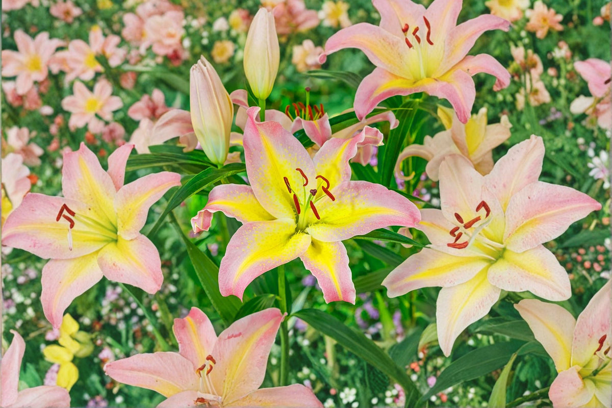 Lilium O 'Hocus Pocus' | Fragrant Pink & Yellow Oriental Lily Bulb | Perennial Cut Flower