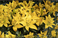 Lilium O 'Golden Stargazer' | Fragrant Yellow Oriental Lily Bulb | Perennial Bareroot Lily