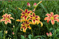 Lilium AO 'Viva La Vida' | Fragrant Bicolor Yellow & Red Lily Bulb | Tall Perennial Cut Flower