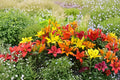 Lilium A Grower's Choice | Mixed Asiatic Lily Bulbs | Perennial Bareroot Flowers