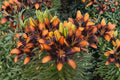 Lilium A 'Trendy Las Palmas' | Bi-Color Asiatic Lily Bulb | Orange & Black Compact Perennial