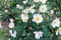 Anemone 'Fantasy Snow Angel' | White Semi-Double Windflower Perennial in 4.5 Inch Pot