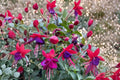 Fuchsia 'Santa Claus' Hardy Perennial Live Plant | Red & Purple Flowers | 1 Gallon Pot