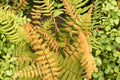 Dryopteris wallichiana 'Jurassic Gold' | Gold Wallich's Wood Fern | Hardy Shade Perennial | Live Plant in 3.5 Inch Pot