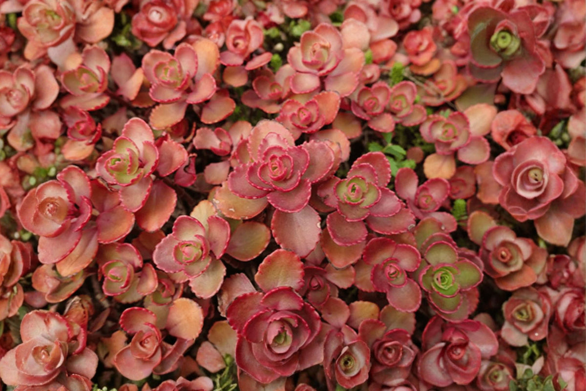 Sedum album 'Murale' | Evergreen Carpet Stonecrop Succulent Groundcover