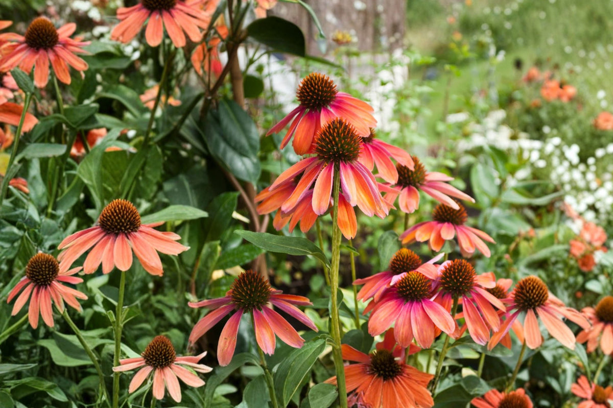 Echinacea 'Cheyenne Spirit' | Mixed Color Coneflower Live Plant | 4 Inch Pot | Pollinator Friendly Perennial