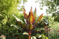 Ensete maurelii | Red Abyssinian Banana Live Plant | 4.5 Inch Pot