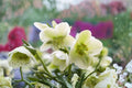 Lenten Rose 'Pacific Frost' | Variegated Evergreen Hellebore | White Flower Perennial Shade Garden Plant