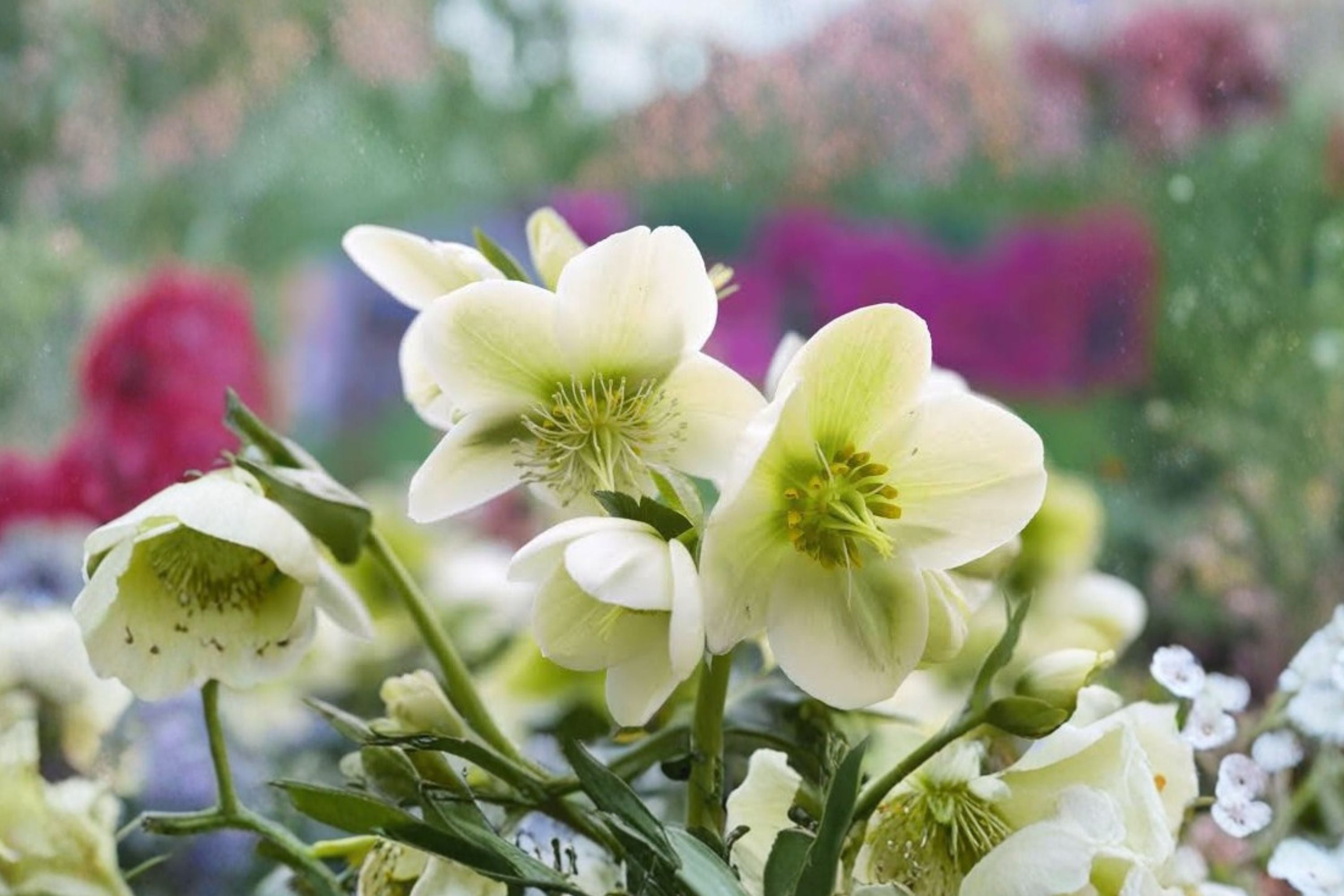 Lenten Rose 'Pacific Frost' | Variegated Evergreen Hellebore | White Flower Perennial Shade Garden Plant