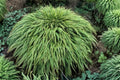 Hakonechloa 'Albo-striata' | Variegated Japanese Forest Grass | Shade Loving Ornamental Grass