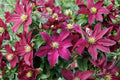 Clematis 'Niobe' - Dark Red Climbing Clematis Vine | 1 Gallon Live Plant