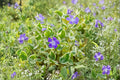 Vinca minor 'Evelyn' Variegated Periwinkle | White Flower Evergreen Groundcover | Deer Resistant Shade Plant