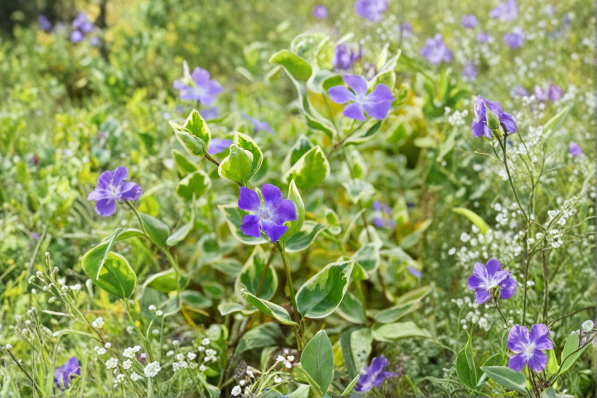 Vinca minor 'Evelyn' Variegated Periwinkle | White Flower Evergreen Groundcover | Deer Resistant Shade Plant