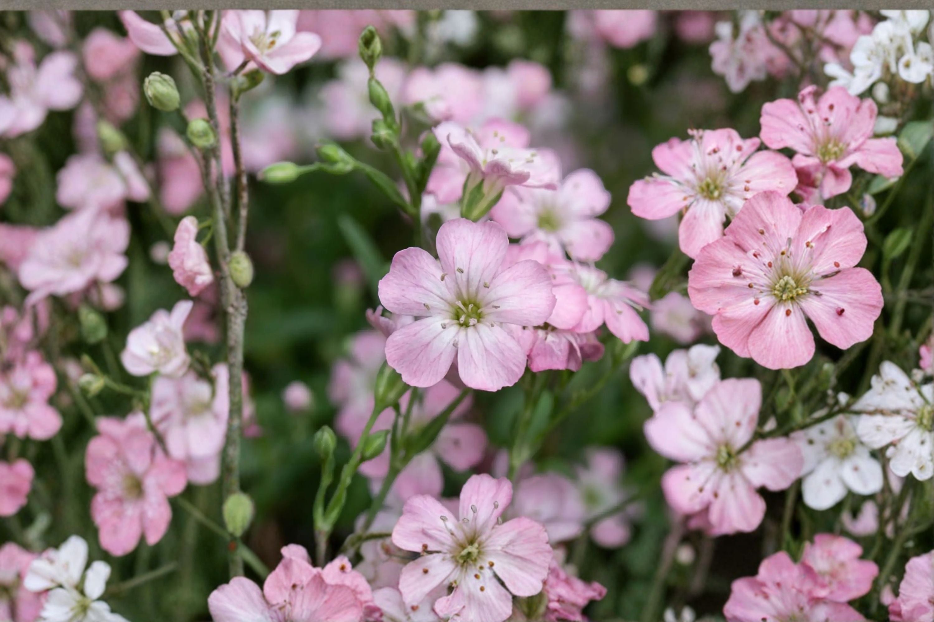 Gypsophila repens 'Rosea' | Pink Baby's Breath | Clumping Perennial Groundcover | Rock Garden Plant | Drought Tolerant