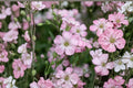 Gypsophila repens 'Rosea' | Pink Baby's Breath | Clumping Perennial Groundcover | Rock Garden Plant | Drought Tolerant