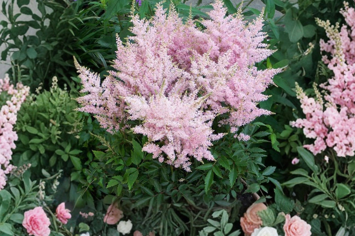 Astilbe 'Younique Silvery Pink' | Shade Loving Perennial | Deer Resistant | Live Plant