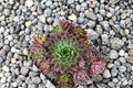 Jovibarba 'Hedgehog' Roly Poly Succulent | Cold Hardy Color Changing Hens & Chicks