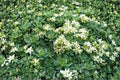 Sedum pachyclados | White Diamond Stonecrop | Hardy Evergreen Succulent Groundcover