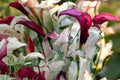 Zantedeschia 'Frosted Queen' | Rare Variegated Purple Calla Lily with Silver-White Foliage