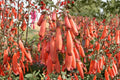 Phygelius 'Magic Mandarin' | Cape Fuchsia Live Plant | Orange Tubular Flowers | Hummingbird & Butterfly Attracting | Deer Resistant | 1 Gallon Pot