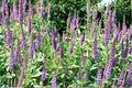 Veronica spicata 'Blue Carpet' - Blue Speedwell with Violet Blue Flowers | Pollinator Perennial