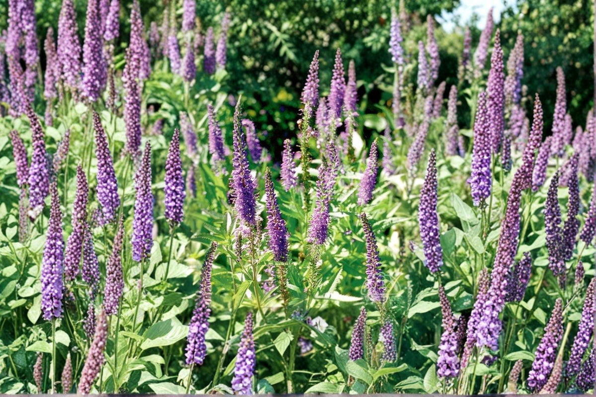 Veronica spicata 'Blue Carpet' - Blue Speedwell with Violet Blue Flowers | Pollinator Perennial