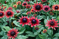Rudbeckia 'Cherry Brandy' | Red Black Eyed Susan | Pollinator Perennial 4" Live Plant