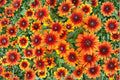 Rudbeckia 'Autumn Colors' | Black Eyed Susan | Bicolor Coneflower | Pollinator Perennial