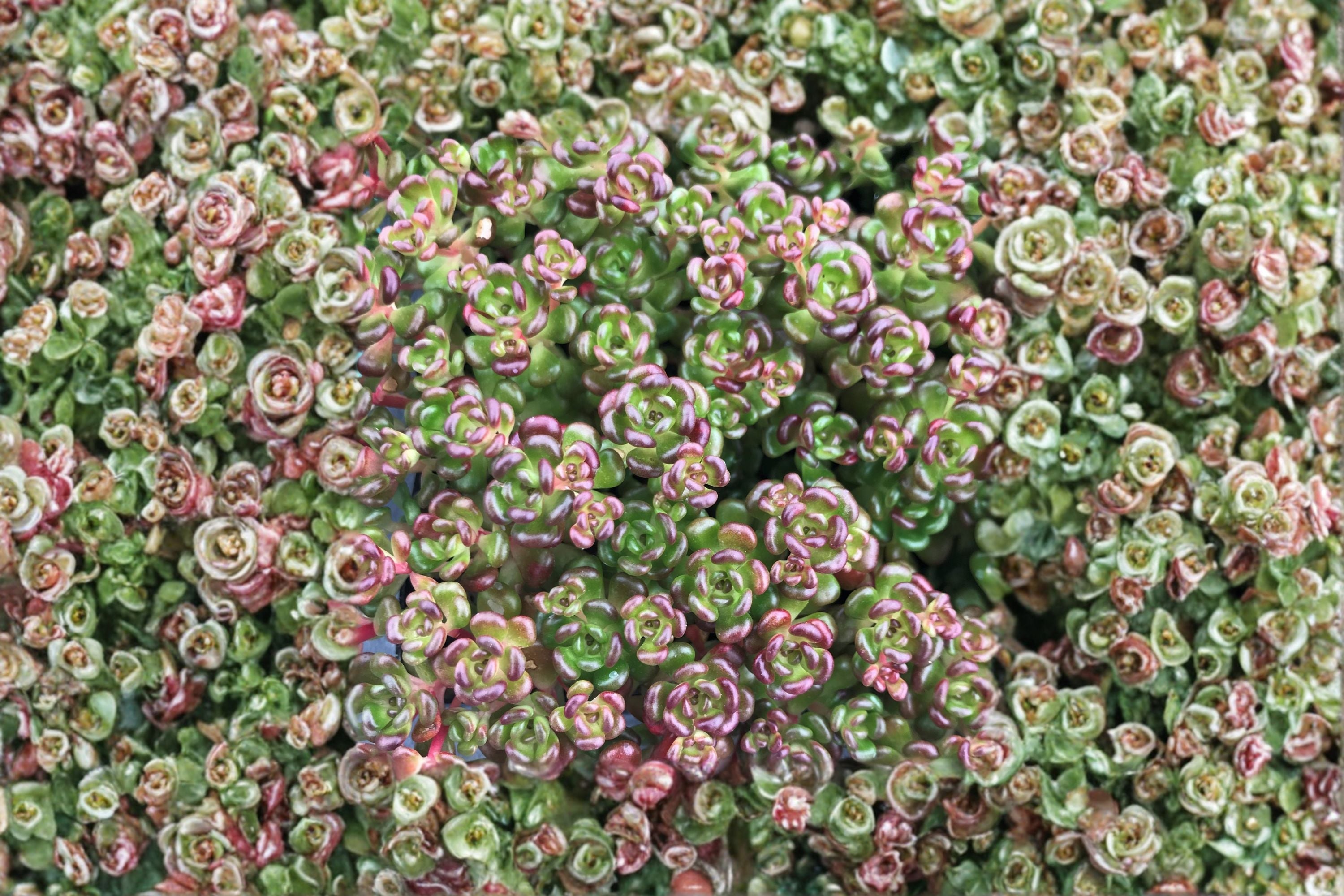 Sedum oreganum | Pacific Native Stonecrop Evergreen Succulent Groundcover