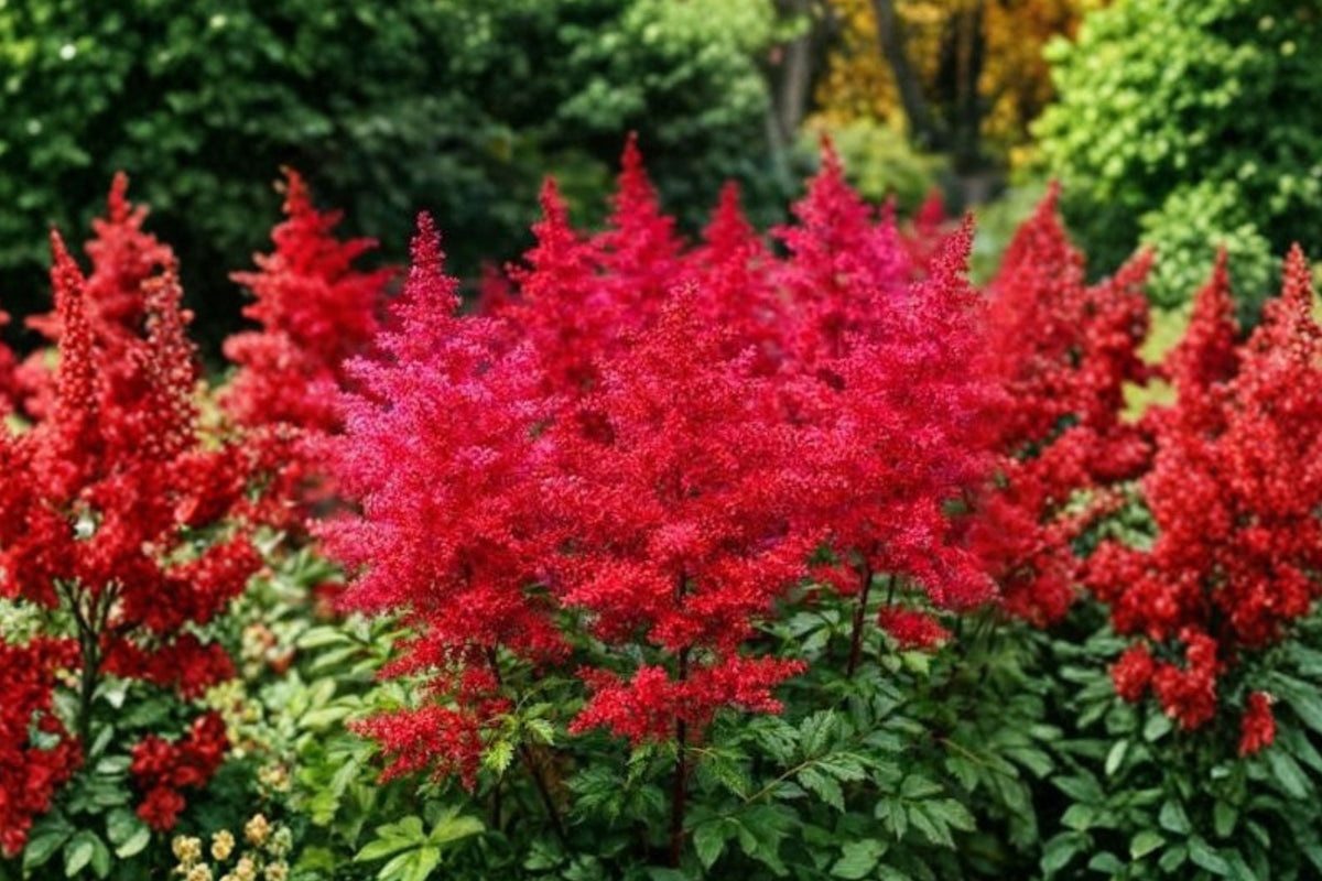 Astilbe 'Fanal' | Deep Red Shade Perennial | Deer Resistant Live Plant