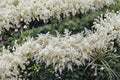 Astilbe 'Bridal Veil' - White Shade Perennial, Deer Resistant Live Plant