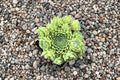 Sempervivum 'Red Nails' | Cold Hardy Evergreen Succulent | Red Hens and Chicks