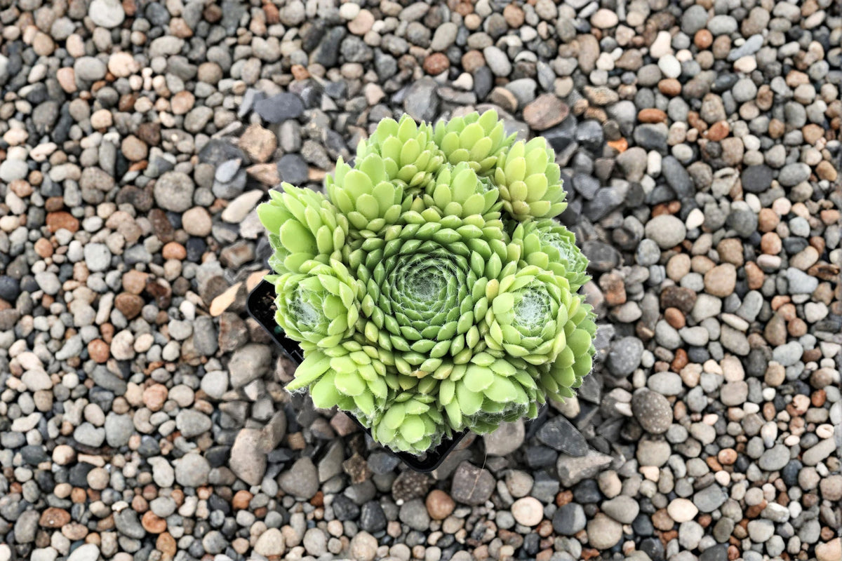 Sempervivum 'Red Nails' | Cold Hardy Evergreen Succulent | Red Hens and Chicks