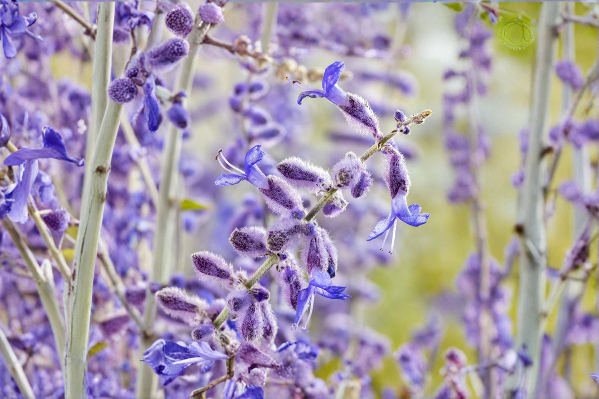 Perovskia 'Little Spire' | Compact Russian Sage with Lavender-Blue Flowers | Drought Tolerant Perennial