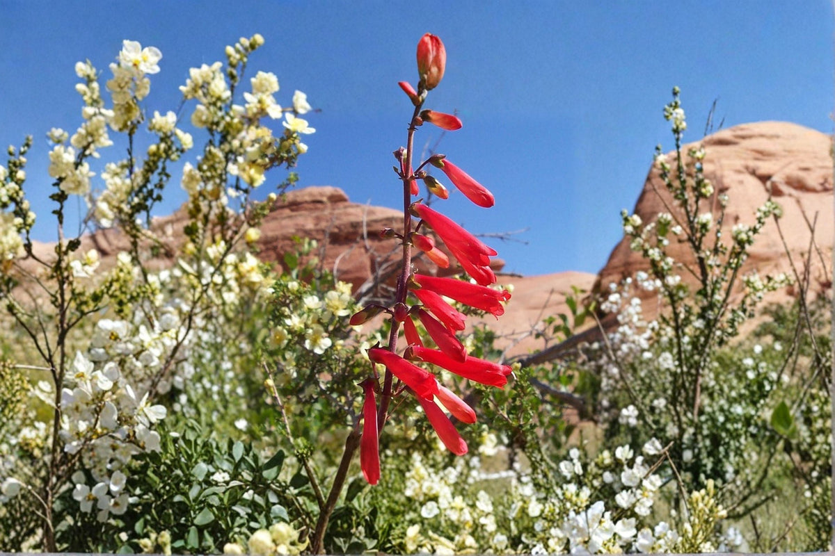 Penstemon 'Firebird' | Red Beardtongue | Long Blooming Perennial | Drought Tolerant 1 Gallon Plant