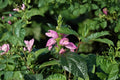 Chelone 'Hot Lips' Pink Turtlehead Plant | Native Perennial | Hummingbird & Pollinator Friendly | Shade Garden | 3.5" Live Plant