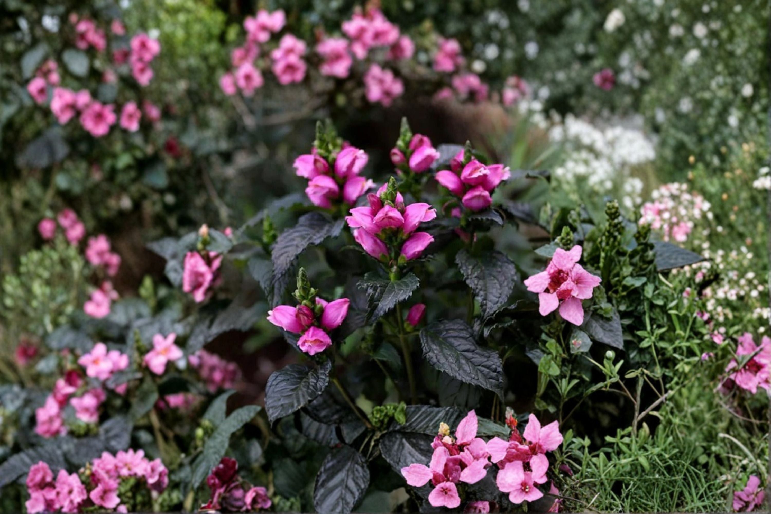 Chelone Tiny Tortuga™ | Dwarf Pink Turtlehead Perennial | Native Shade Plant in 3.5" Pot