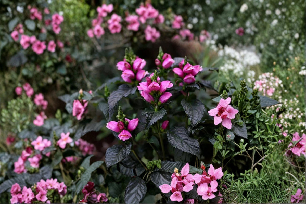 Chelone Tiny Tortuga™ | Dwarf Pink Turtlehead Perennial | Native Shade Plant in 3.5" Pot
